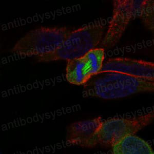 Anti-PLK1 Antibody (R3N01)