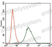 Anti-PLK1 Antibody (R3N02)