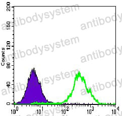Anti-ACLY Antibody (R3N03)