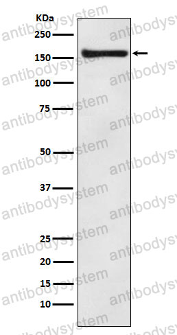 Anti-COPA Antibody (R1Y76)