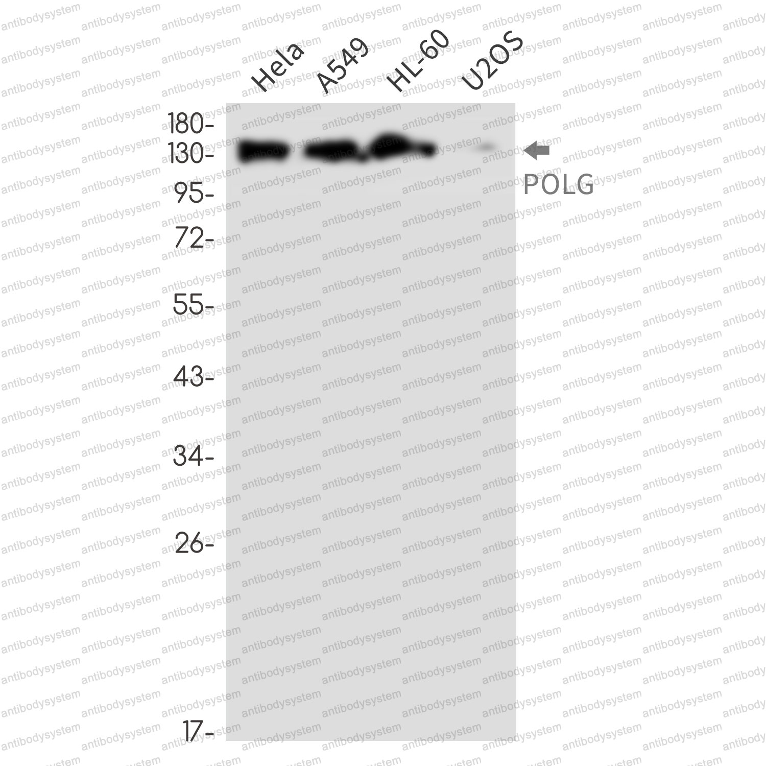 Anti-POLG Antibody (R1Y84)