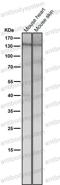 Anti-POLG Antibody (R1Y83)