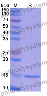 Anti-Human BLM Nanobody (SAA0979)