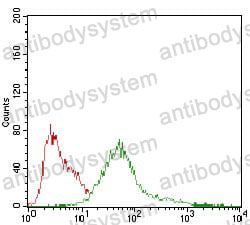 Anti-PRKAG1 Antibody (R3N16)