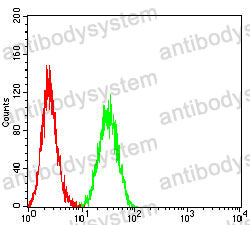 Anti-CD298/ATP1B3 Antibody (R3N22)