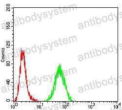 Anti-RAD23A Antibody (R3N24)