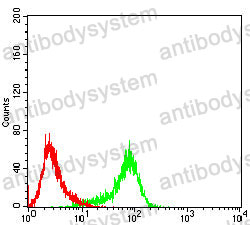 Anti-RAD23B/HR23B Antibody (R3N25)