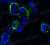 Anti-EPHB4 Antibody (R3N29)