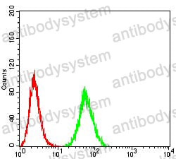 Anti-EIF5 Antibody (R3N31)