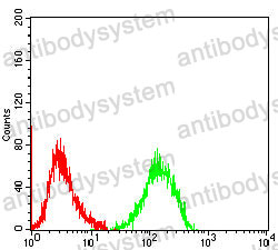 Anti-VCP Antibody (R3N34)