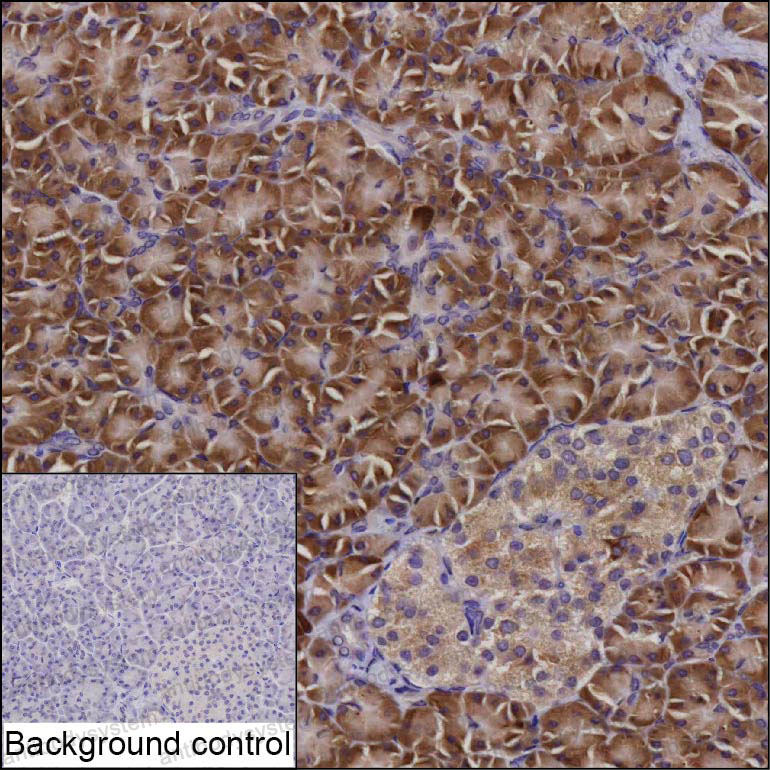 Anti-MANF Antibody (R3N35)