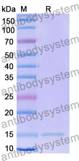 Anti-Human NAP1L1 Nanobody (SAA1229)