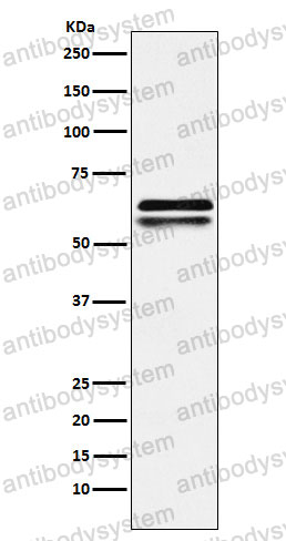 Anti-NAP1L1 Antibody (R1Z20)