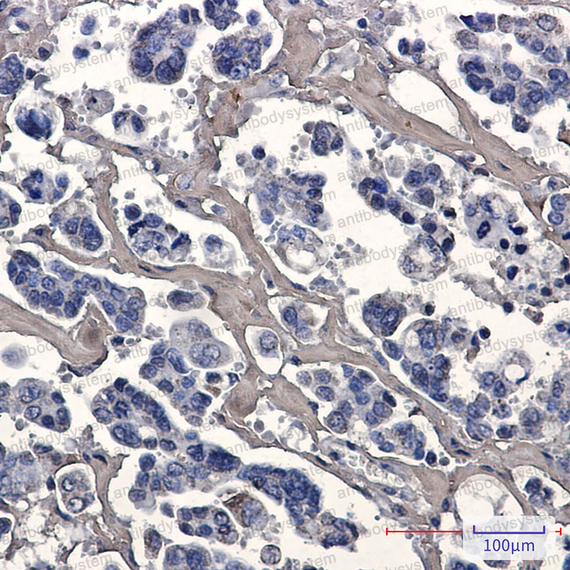 Anti-CASP7 Antibody (R1Z24)