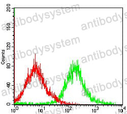 Anti-CASP7 Antibody (R3N36)