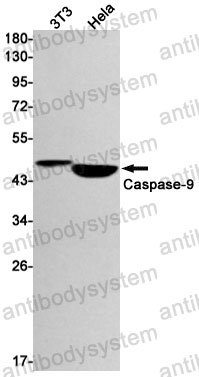 Anti-CASP9/Caspase 9 Antibody (R1Z25)