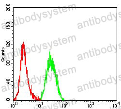 Anti-CASP9/Caspase 9 Antibody (R3N37)