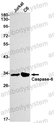 Anti-CASP6 Antibody (R1Z28)