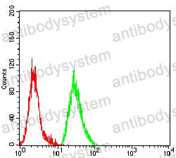 Anti-CASP6 Antibody (R3N39)