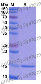 Anti-Human GP2 Nanobody (SAA1240)