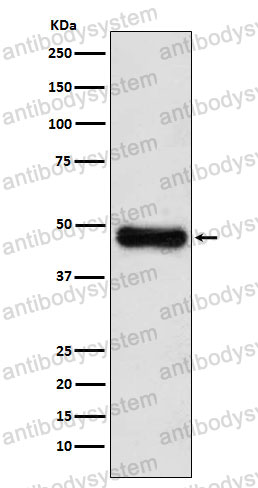 Anti-ADK Antibody (R1Z29)