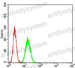 Anti-ADAR/IFI4 Antibody (R3N41)