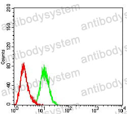 Anti-CDH11 Antibody (R3N42)