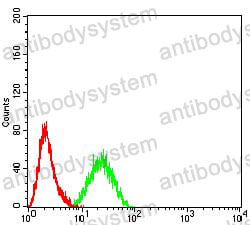 Anti-CDH11 Antibody (R3N43)