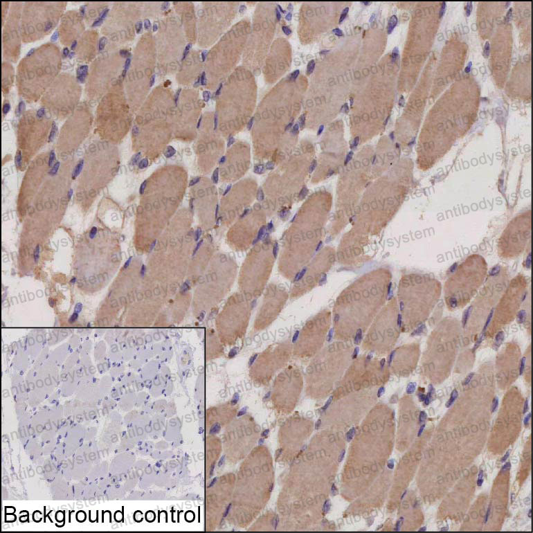 Anti-CDH15 Antibody (R3N45)