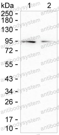 Anti-CDH15 Antibody (R3N44)