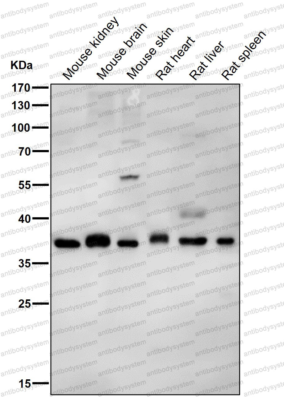 Anti-PAX9 Antibody (R1Z38)