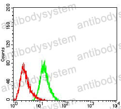 Anti-UCP2 Antibody (R3N46)