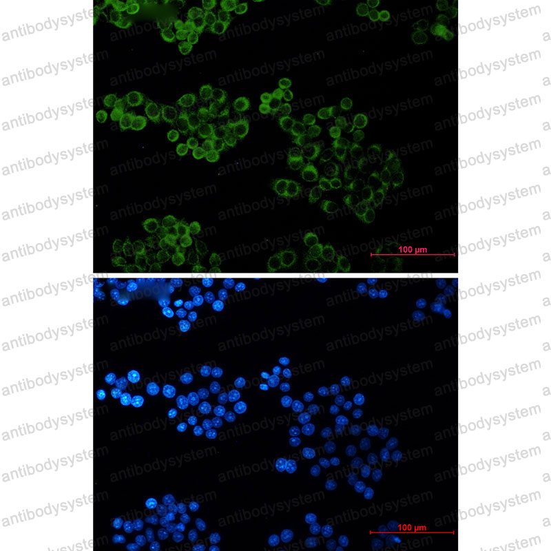Anti-BID Antibody (R1Z44)