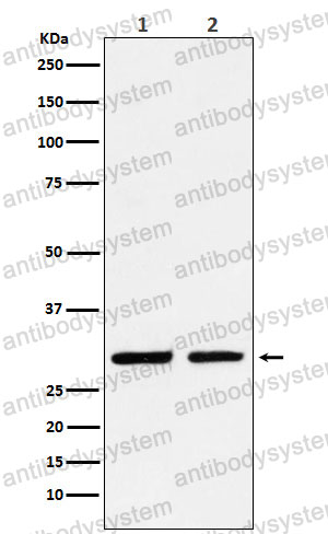 Anti-DLX5 Antibody (R1Z45)
