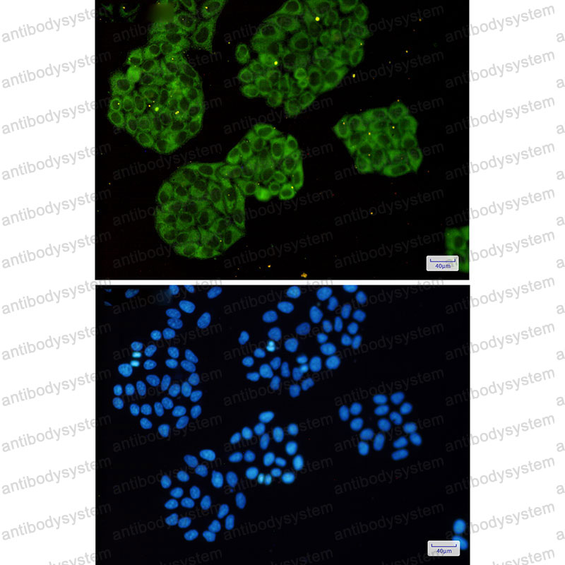 Anti-MARS1 Antibody (R1Z46)