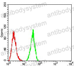 Anti-HDAC4 Antibody (R3N56)