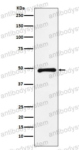 Anti-CTBP2 Antibody (R1Z49)