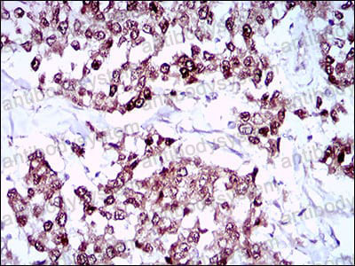 Anti-SOX10 Antibody (R3N59)