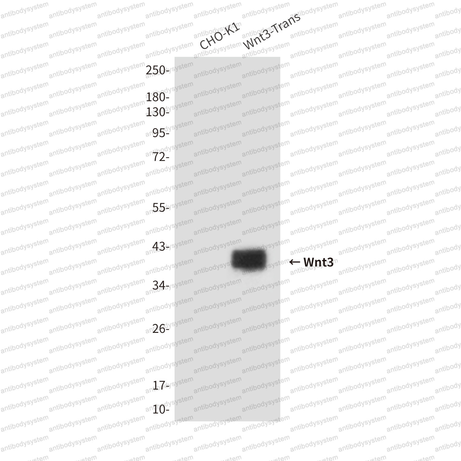 Anti-WNT3 Antibody (R3N60)