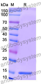 Anti-Human BACE1 Nanobody (SAA1336)