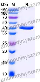 Anti-Human CLDN18.2 Antibody (hu7V3)