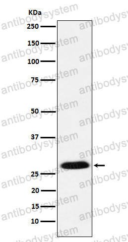 Anti-GSC Antibody (R1Z54)