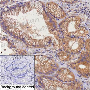 Anti-STX17 Antibody (R3N65)