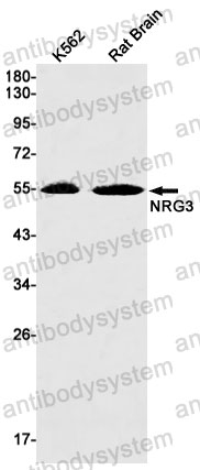 Anti-NRG3 Antibody (R1Z58)