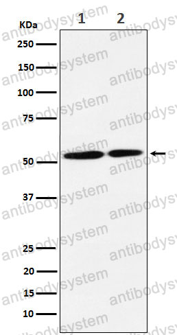 Anti-NRG3 Antibody (R1Z57)