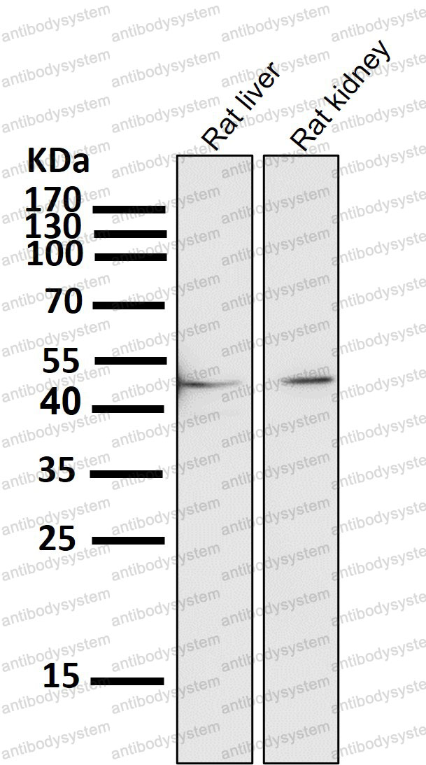 Anti-WDR4 Antibody (R1Z59)