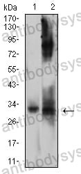 Anti-CD322/JAM2 Antibody (R3N68)