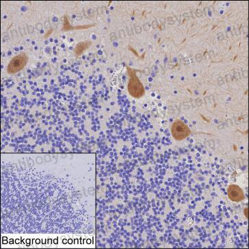 Anti-RGS8 Antibody (R3N71)