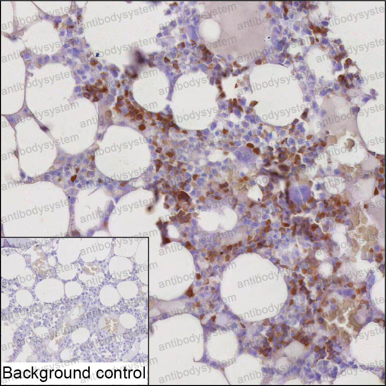 Anti-DEFA1 Antibody (R3N72)