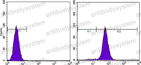 Anti-PTEN Antibody (R3N77)